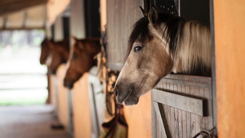 Фото - Сообщение о гибели лошадей из-за вакцины в Хакасии оказалось недостоверным: Фактчекинг