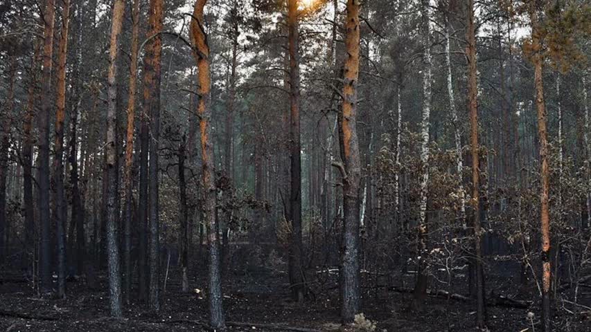 Фото - Сообщение о возгорании торфяников в Рязанской области оказалось недостоверным: Фактчекинг